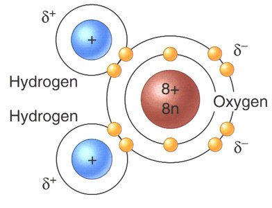 Polar covalent bonds in a water molecule