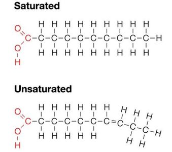 Saturated and unsaturated fatty acid structures
