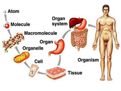 Levels of structural organization in the human body