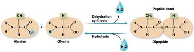 Dehydration synthesis and hydrolysis of peptides