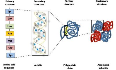 Levels of protein structure