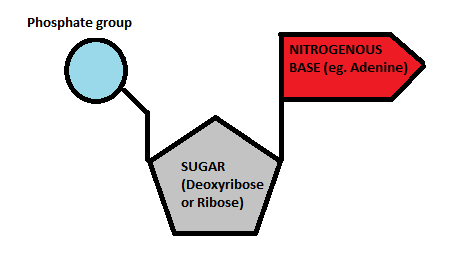 ATP and ADP energy cycle