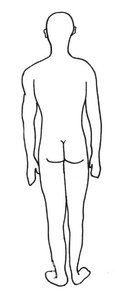 Posterior view of anatomical position