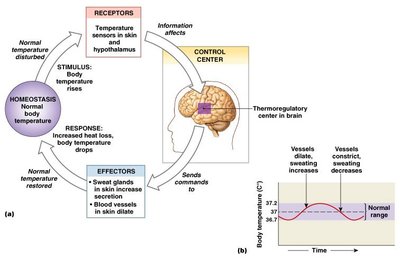 Negative feedback loop for body temperature