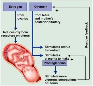 Positive feedback loop for oxytocin during childbirth