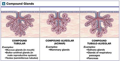 Compound glands: structural types and examples