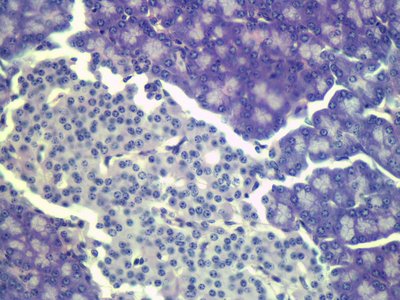 Histological section of pancreas showing exocrine and endocrine cells