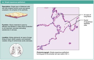 Simple squamous epithelium: structure, function, and photomicrograph