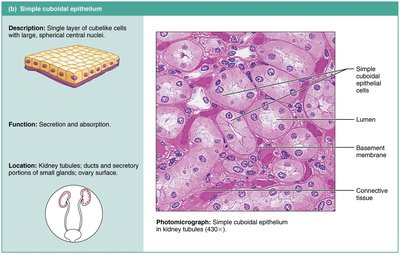 Simple cuboidal epithelium: structure, function, and photomicrograph
