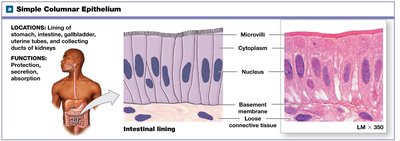 Simple columnar epithelium: structure, function, and photomicrograph