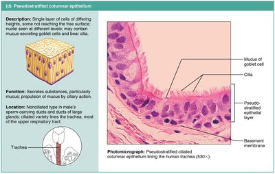 Pseudostratified columnar epithelium: structure, function, and photomicrograph