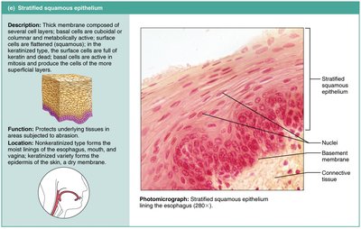 Stratified squamous epithelium: structure, function, and photomicrograph