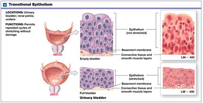 Transitional epithelium: structure, function, and photomicrograph