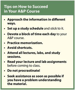Tips on How to Succeed in Your A&P Course