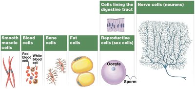 Cell Diversity