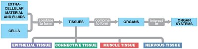 Tissue Types and Organization