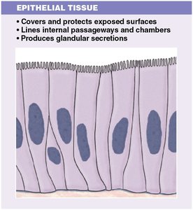 Epithelial Tissue