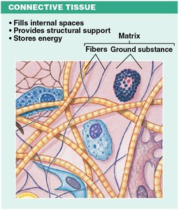 Connective Tissue
