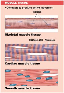 Muscle Tissue