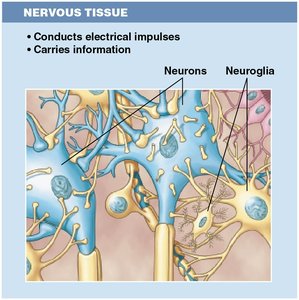 Nervous Tissue