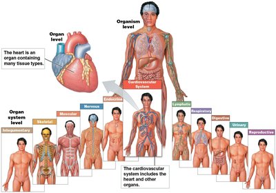 Organ and Organ System Levels