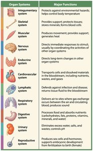 Organ Systems and Functions