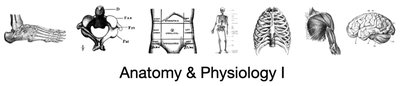 Anatomy & Physiology I illustrations