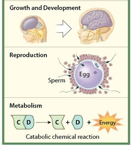 Growth, Reproduction, Metabolism
