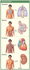 Processes of Life