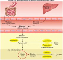 Anaerobic and aerobic pathways after glycolysis