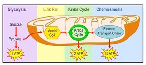 Pyruvate to lactic acid chemical reaction