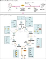 Pyruvate conversion to Acetyl CoA
