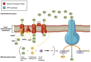 Detailed ETC and oxidative phosphorylation