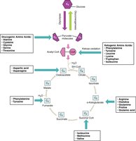 Amino acids entering citric acid cycle