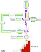 Anabolic and catabolic processes in the liver