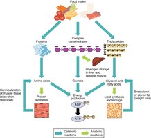 Overview of cellular metabolism and storage molecules