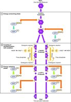 Detailed glycolysis process
