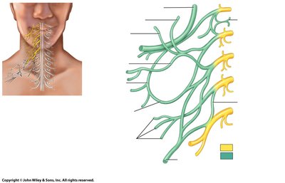 Cervical and brachial plexus diagram