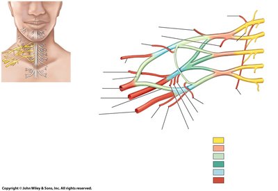 Brachial plexus diagram
