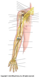 Ulnar nerve diagram