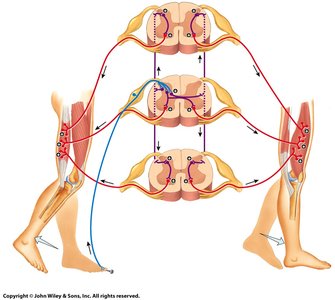Spinal reflex pathway diagram
