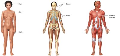 Urinary and reproductive systems
