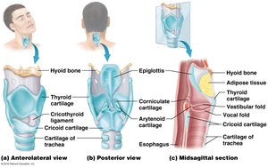 Multiple views of the larynx including midsagittal section