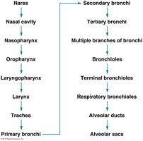 Pathway of air from nares to alveolar sacs