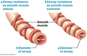 Relationship between airway resistance and airway diameter