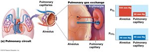 Pulmonary gas exchange between alveoli and capillaries