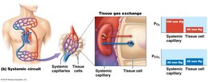 Tissue gas exchange between systemic capillaries and tissue cells