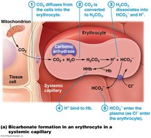 Bicarbonate formation in an erythrocyte in a systemic capillary