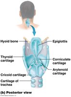 Posterior view of the larynx showing epiglottis