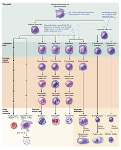 Leukocyte formation